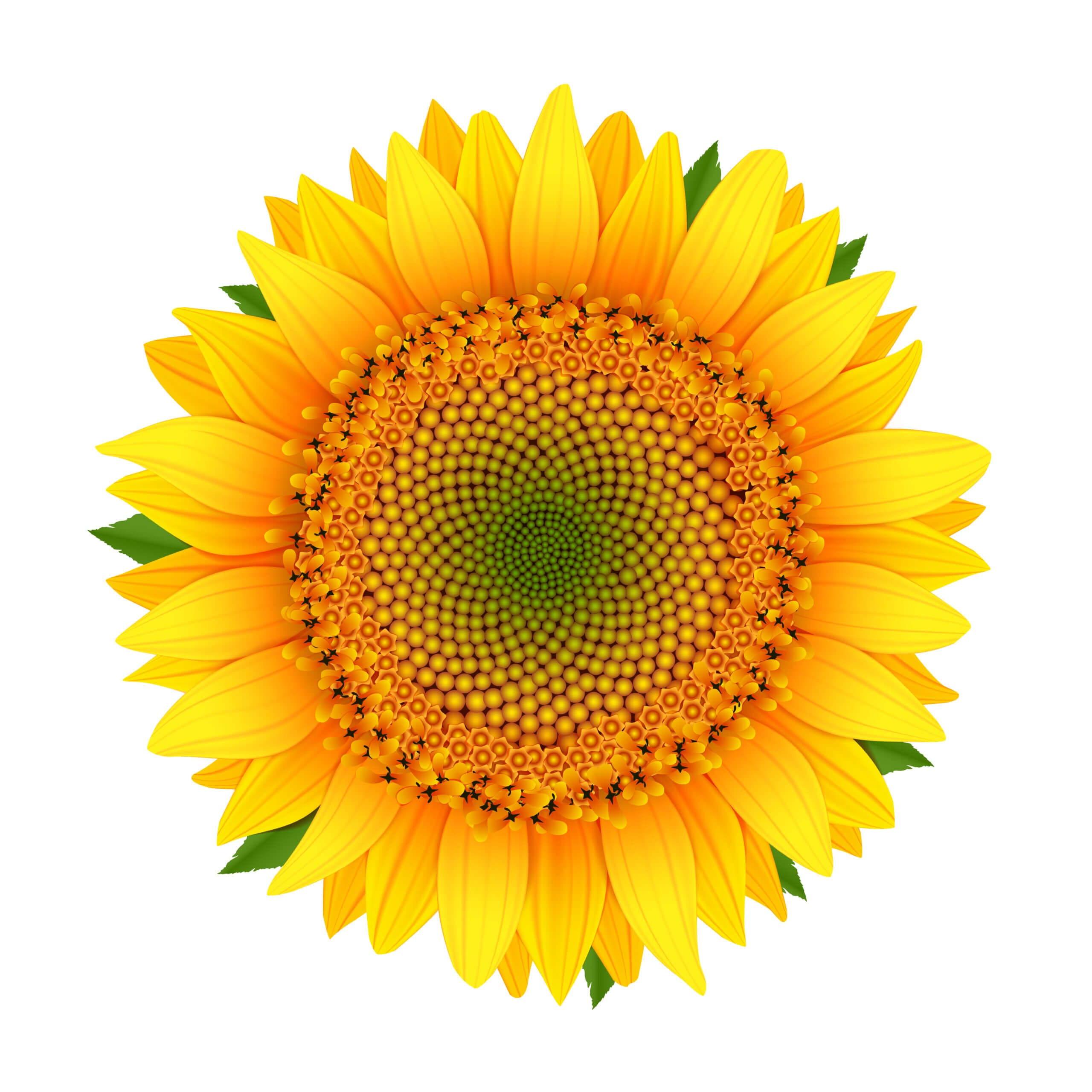 Fibonacci número áureo en la naturaleza Fibonacci número áureo en la naturaleza