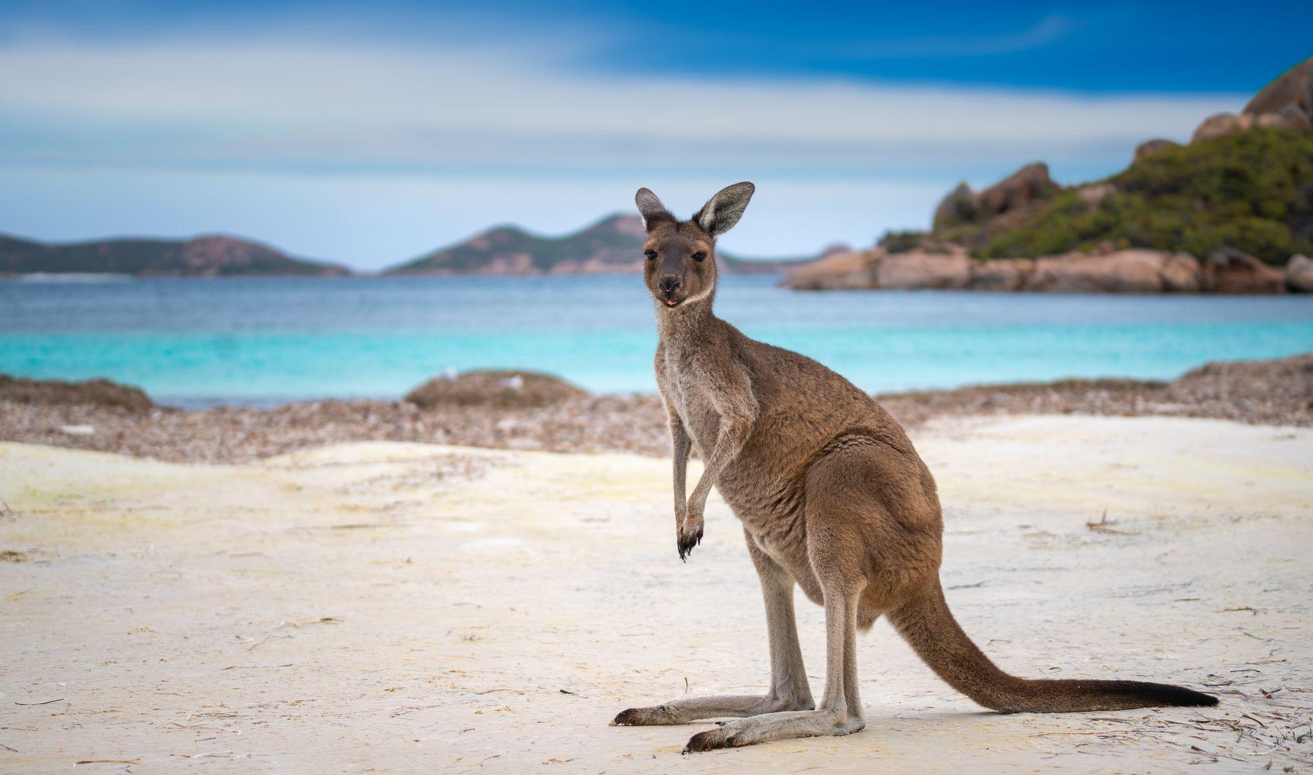 https://economia.wiki/paises/australia-la-ex-colonia-que-hoy-es-potencia-mundial/